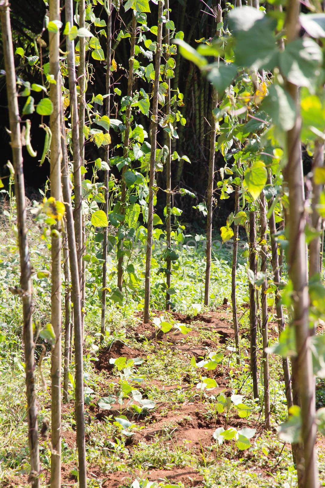 string bean in the garden