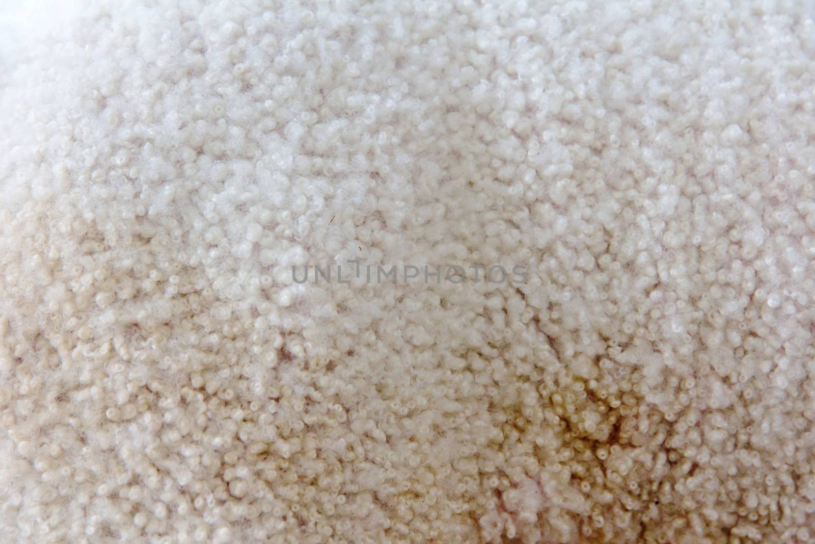close up image of lambswool background texture
