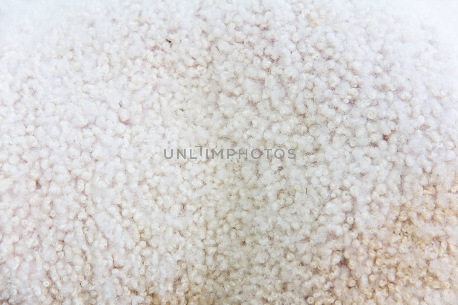 close up image of lambswool background texture