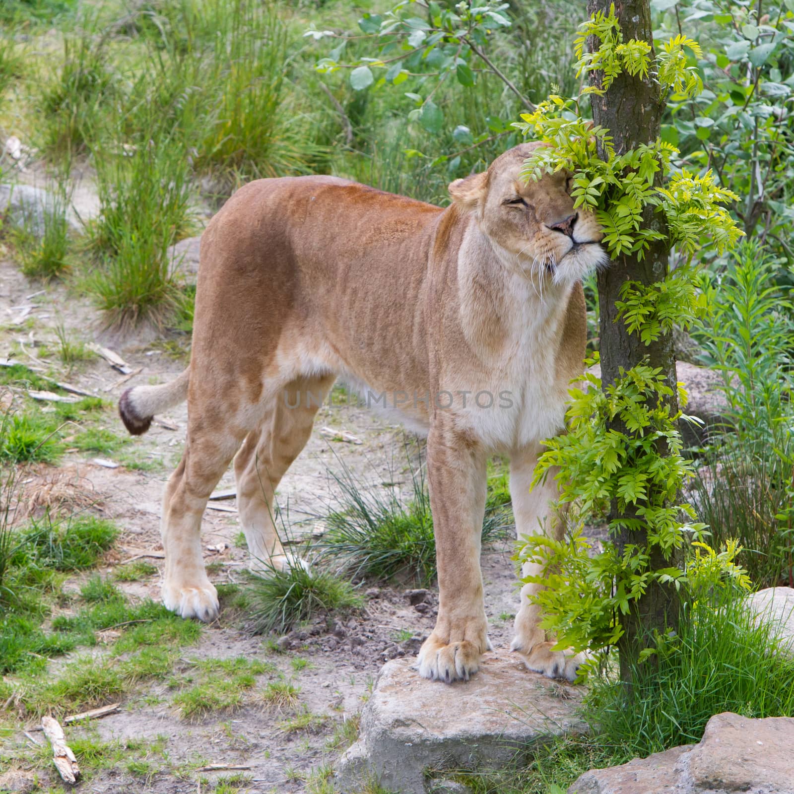 Large lioness in green environment by michaklootwijk