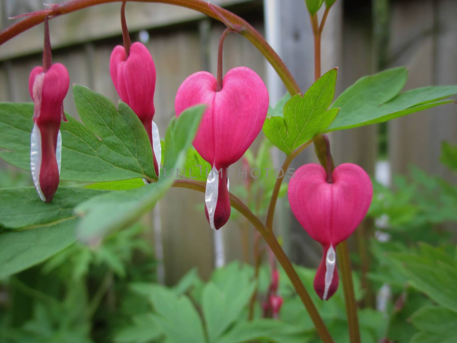 Heartshaped flowers in pink