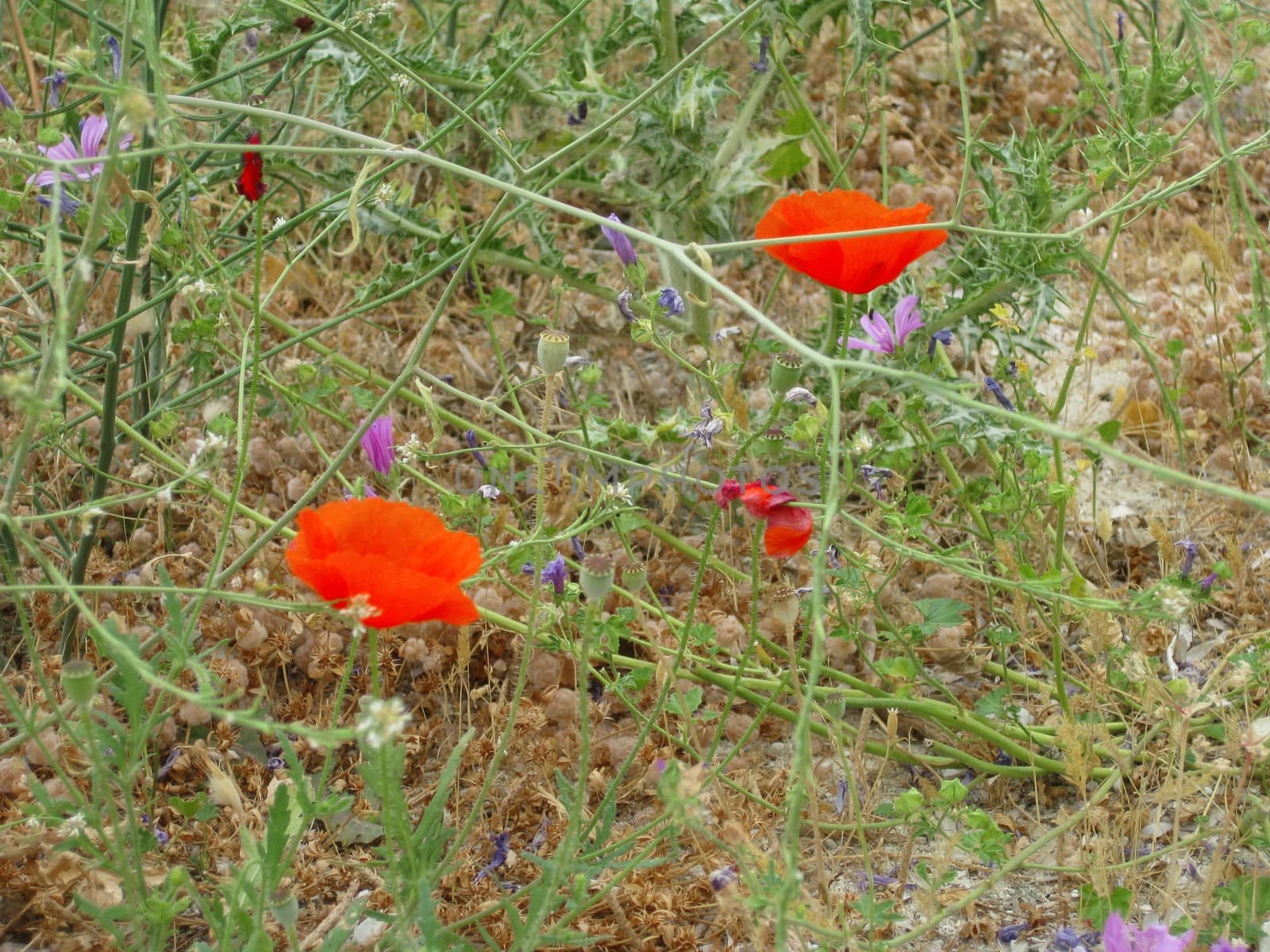 Wild flowers