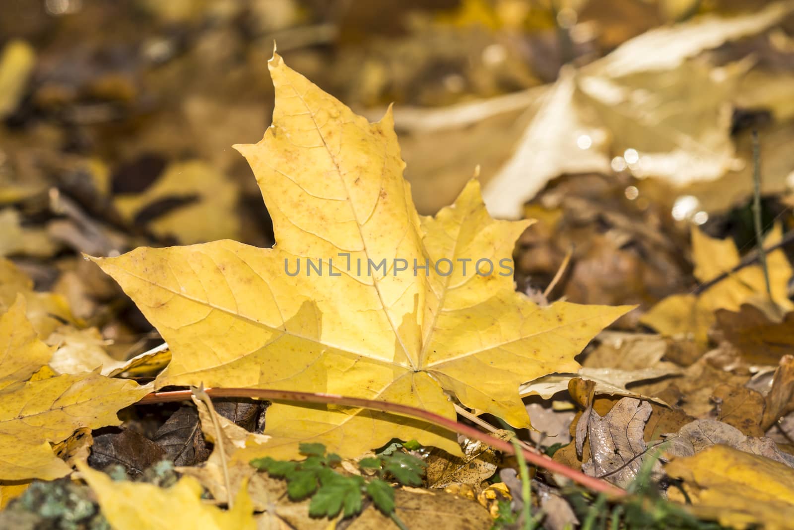 Sunny background with golden leaves in autumn