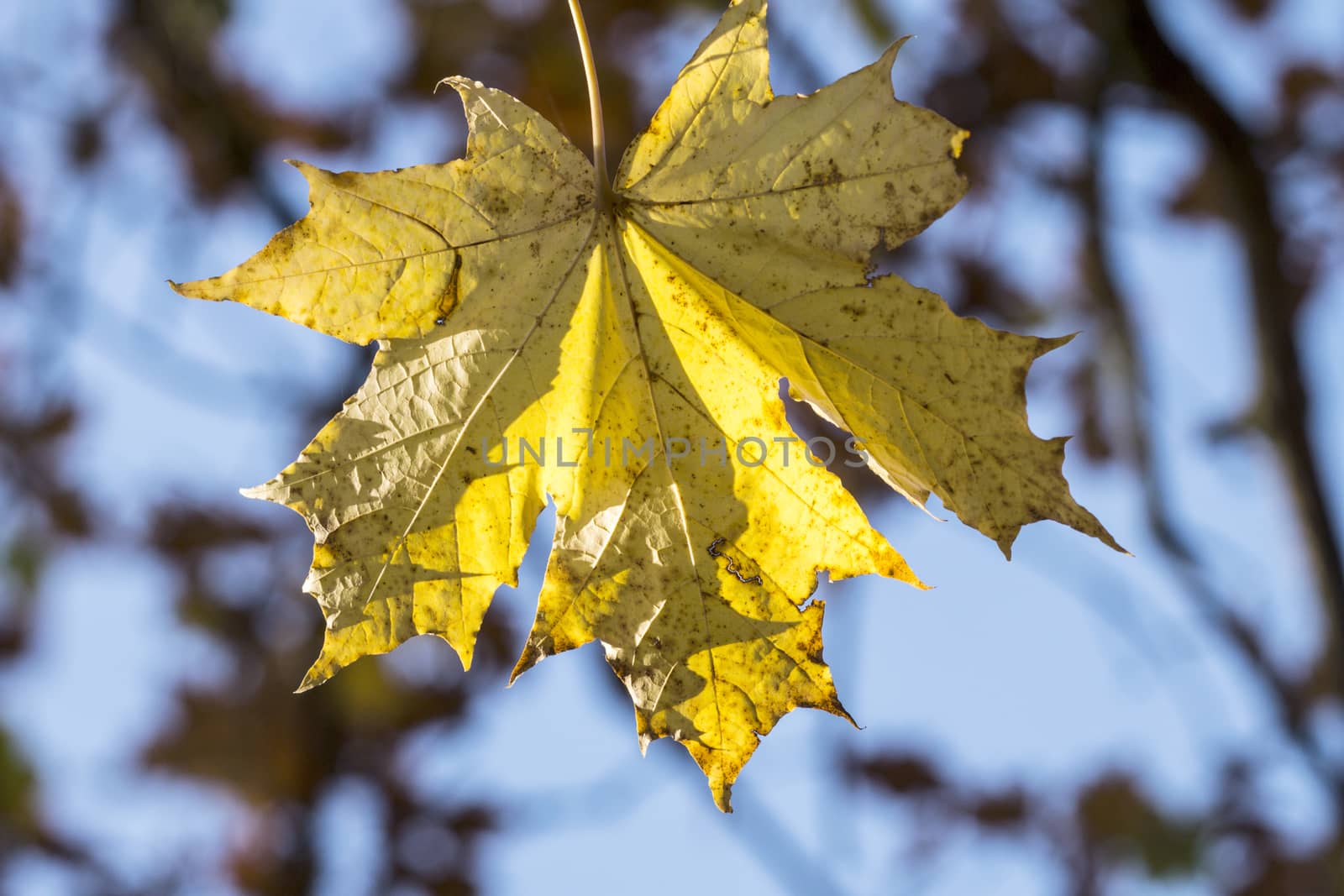 Golden autumn leaves and aqua sky by Fr@nk