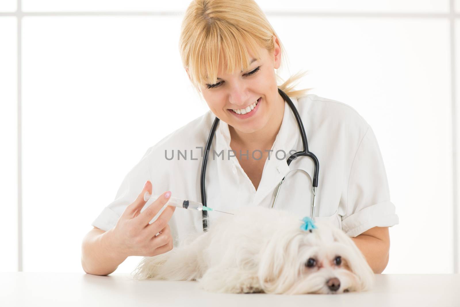 Young female veterinary vaccinating a maltese dog at the doctor's office