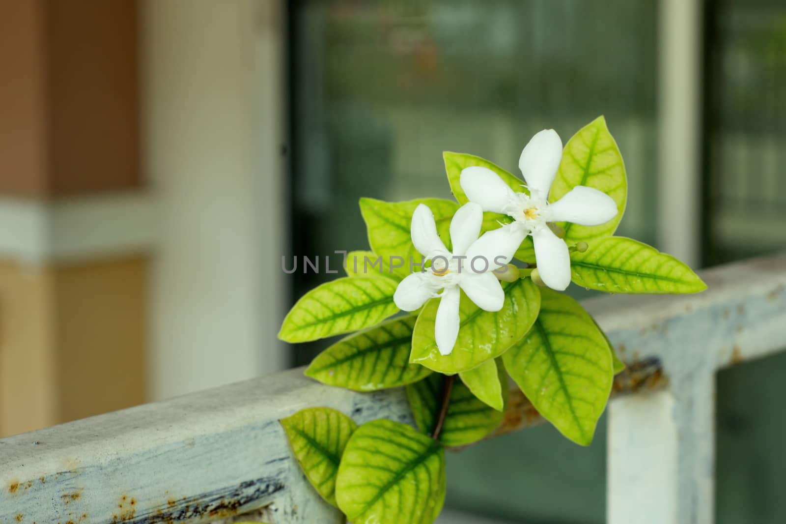 White Inda flowers, Wrightia antidysenterica flower with beautiful yellow green leaf