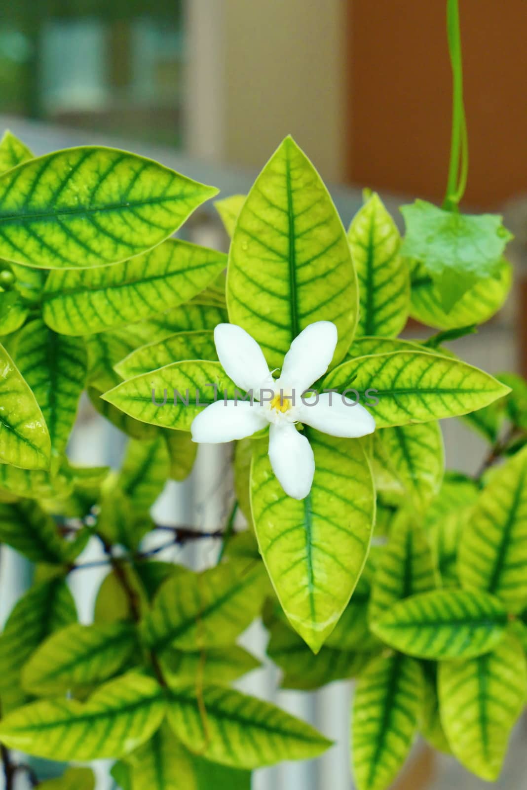 White Inda flowers, Wrightia antidysenterica flower with beautiful yellow green leaf