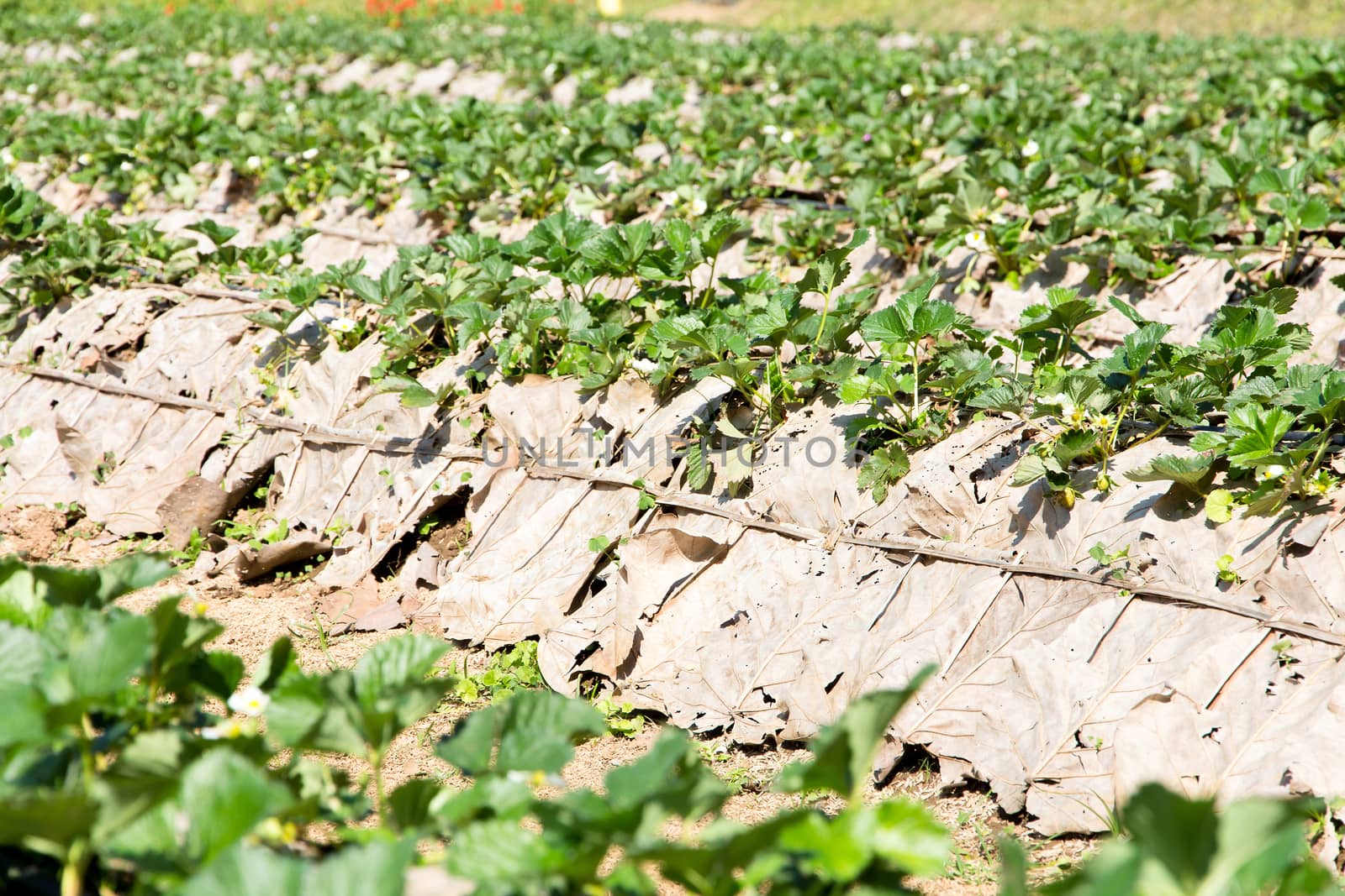 Rows of strawberry farm