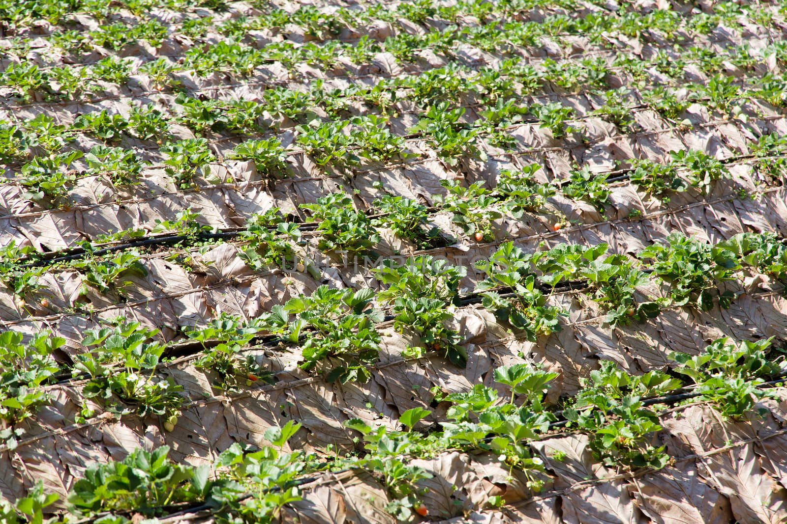 Rows of strawberry farm