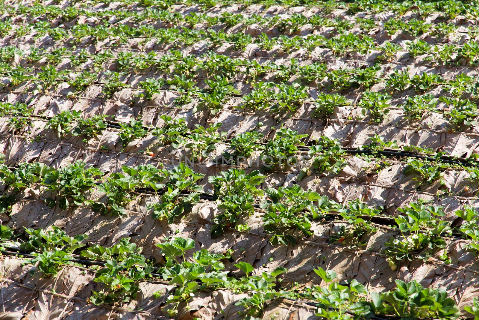 Rows of strawberry farm