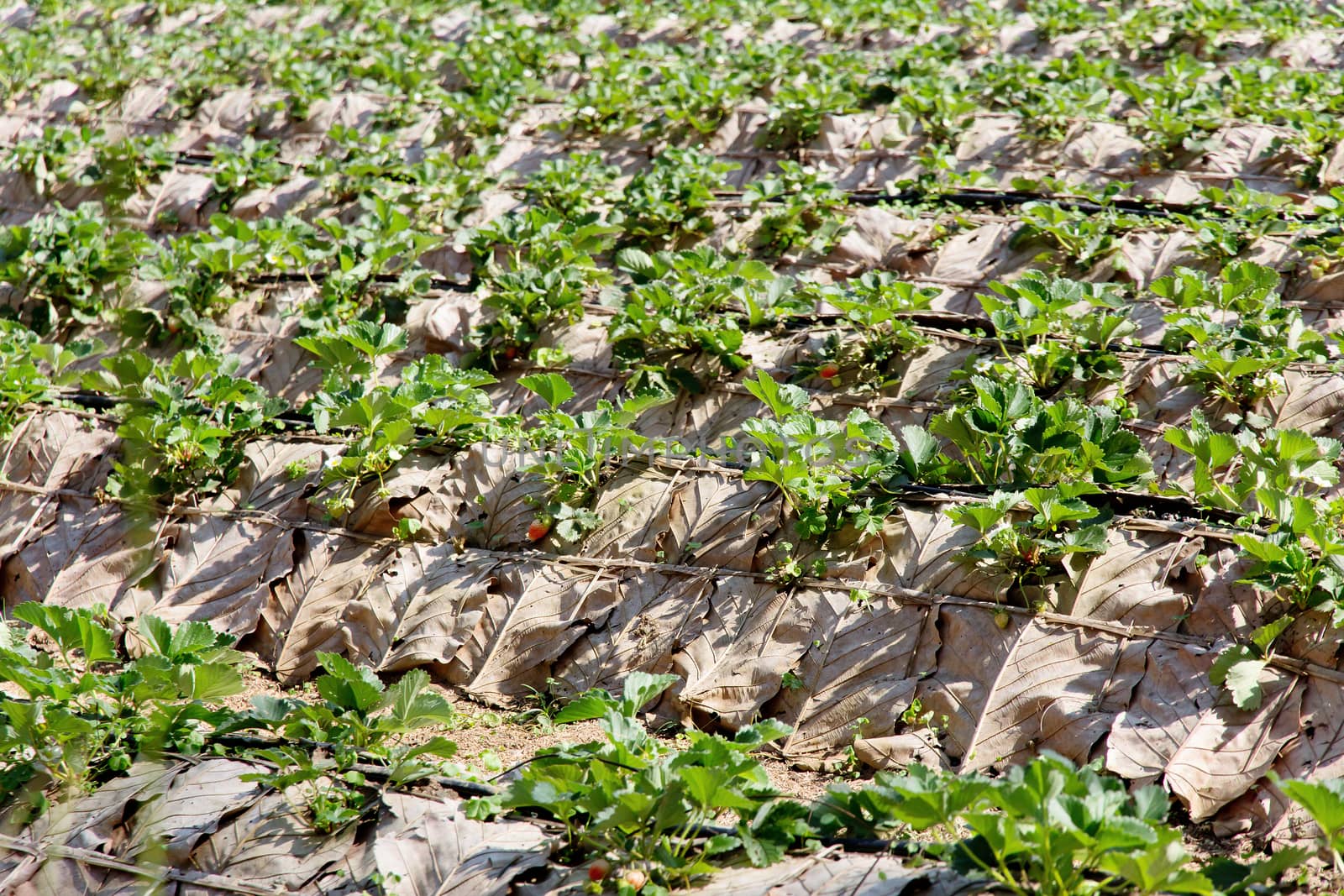 Rows of strawberry farm