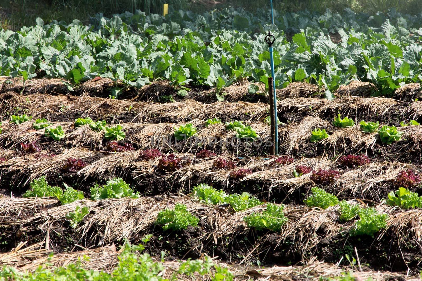 Vegetable farm in thailand