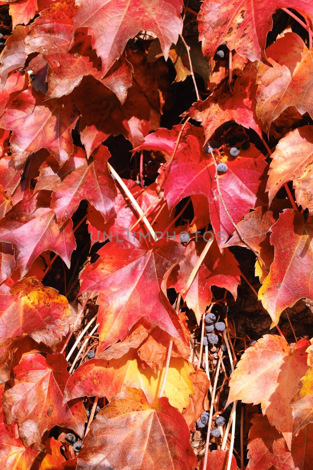 Branches of red acer palmatum in autumn