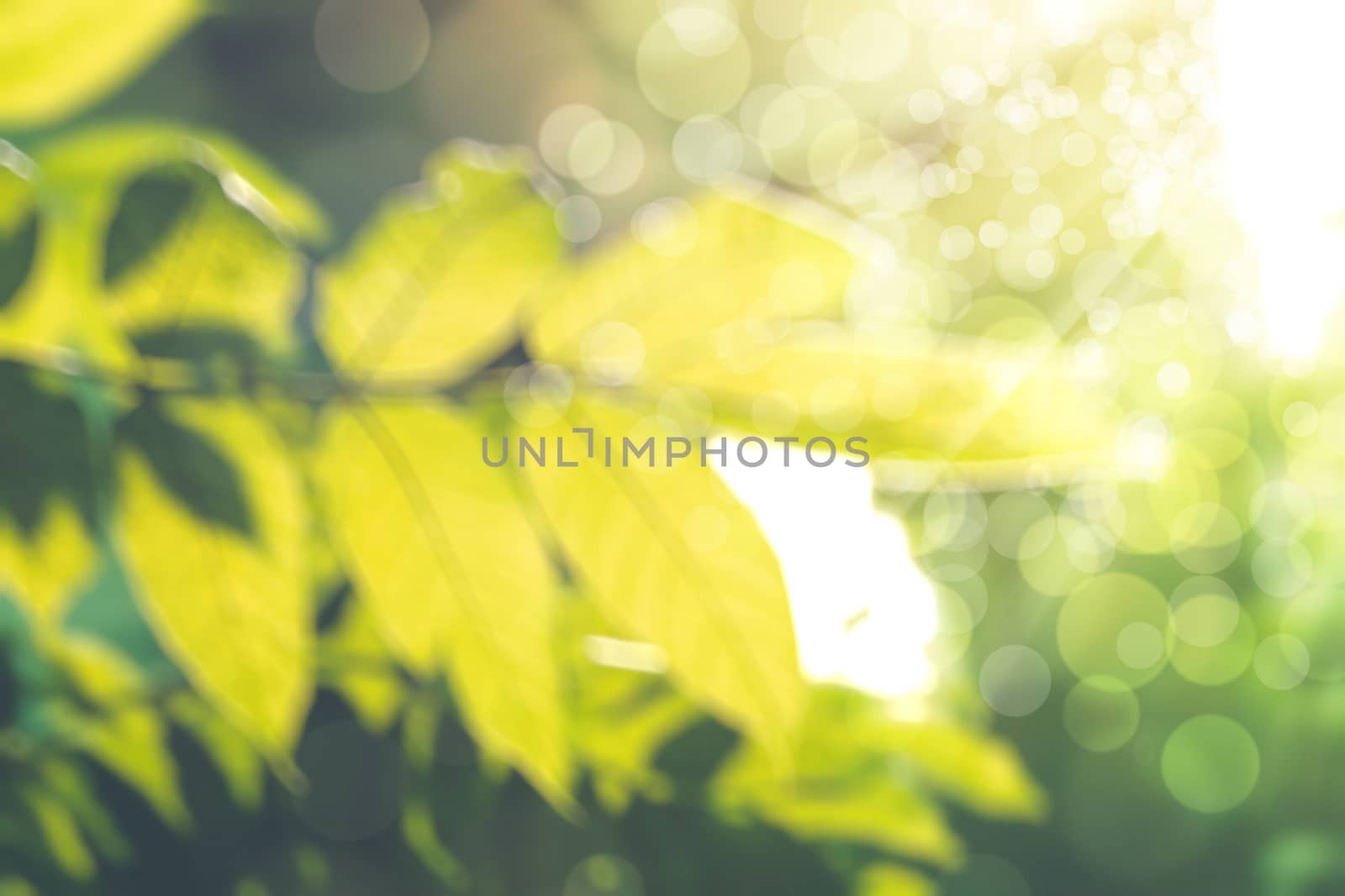 abstract natural blur background, defocused leaves, bokeh by teerawit