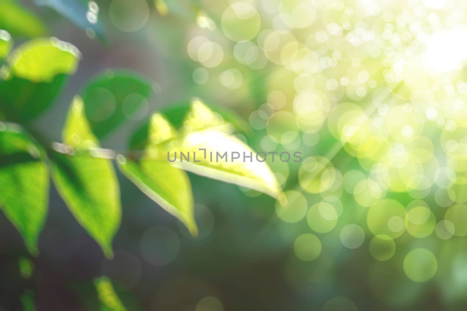 abstract natural blur background, defocused leaves, bokeh by teerawit