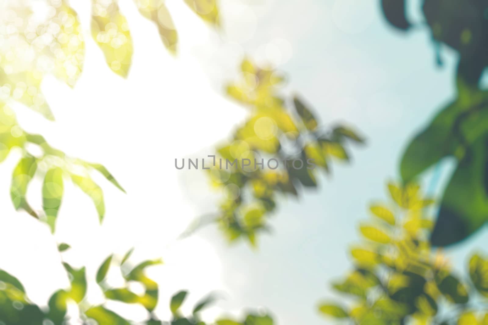 abstract natural blur background, defocused leaves, bokeh, nature background