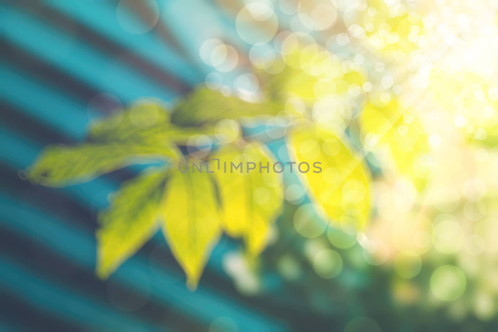 abstract natural blur background, defocused leaves, bokeh by teerawit