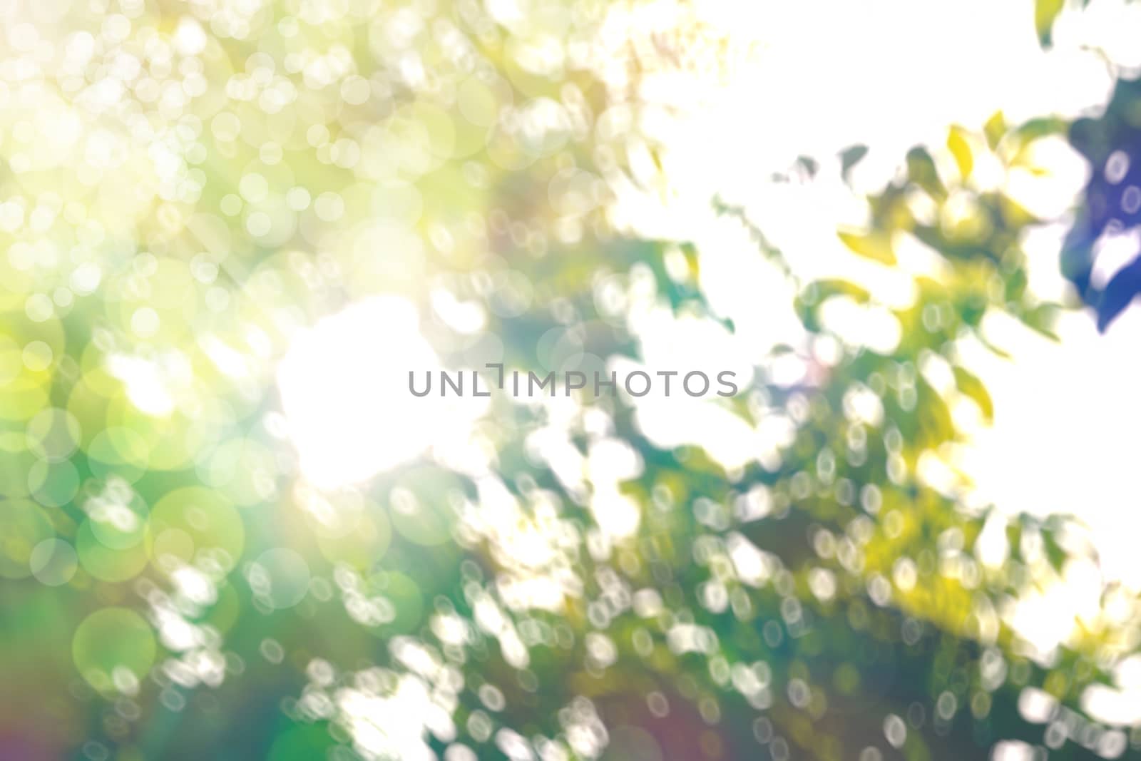 abstract natural blur background, defocused leaves, bokeh by teerawit