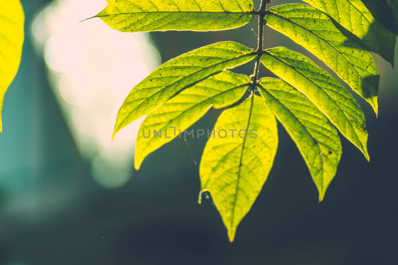 Tree branch over blurred green leaves background, nature background