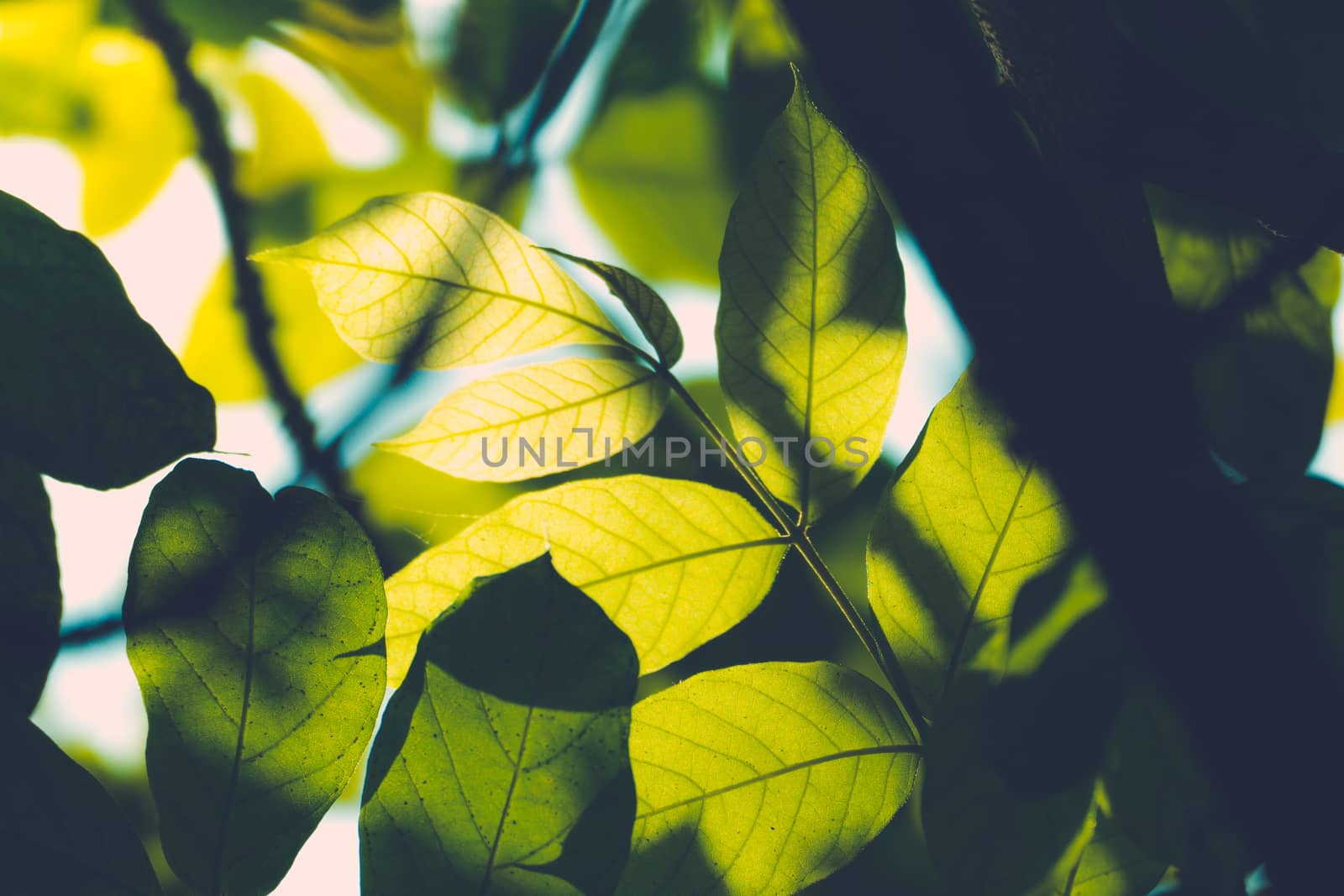 Tree branch over blurred green leaves background, nature background