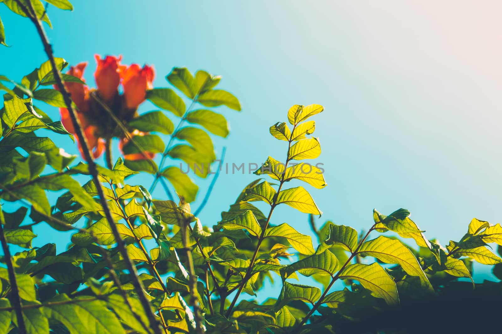 Tree branch over blurred green leaves background, nature background