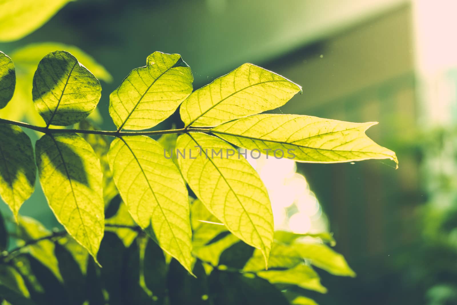 Tree branch over blurred green leaves background, nature background