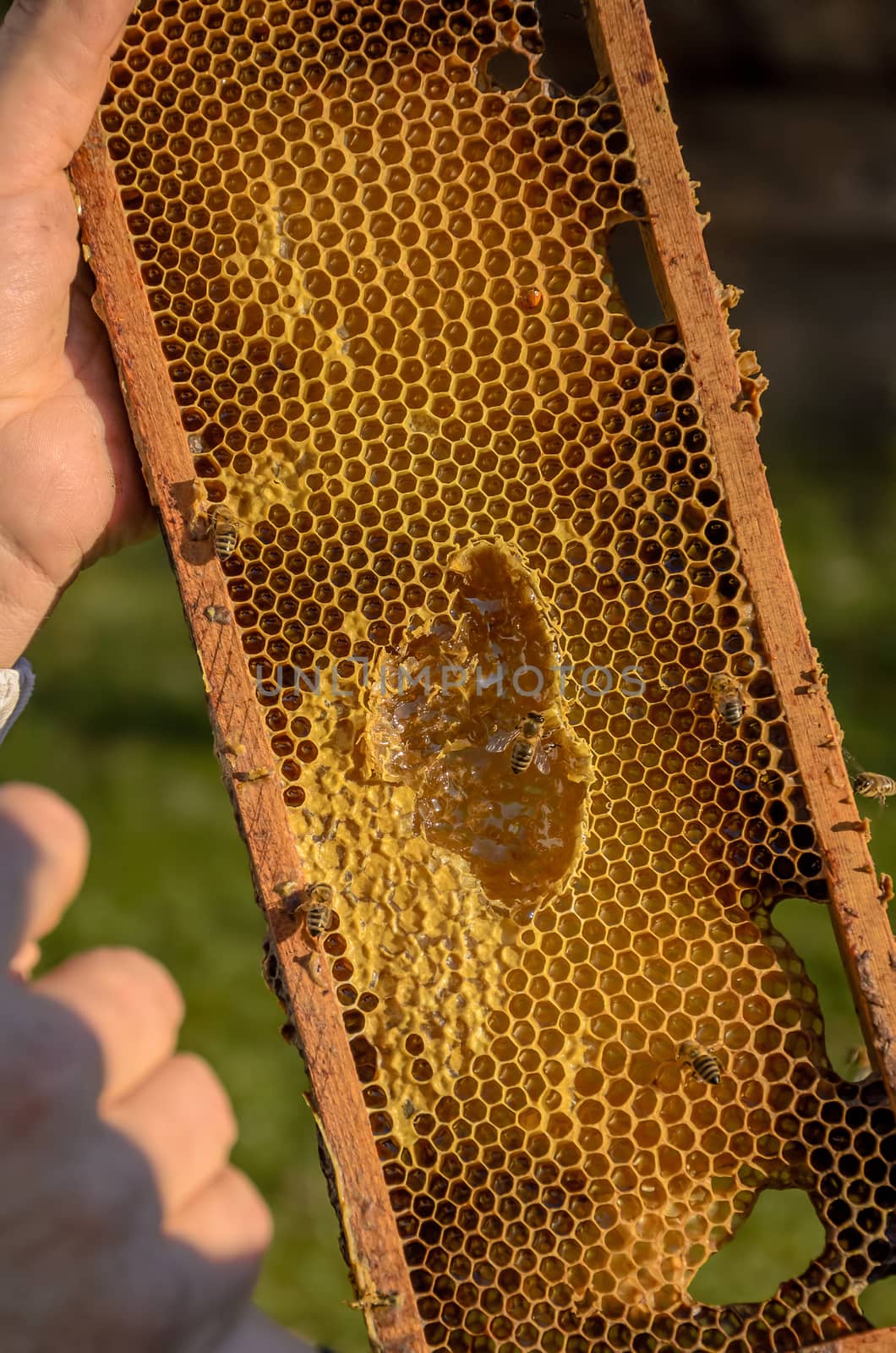 Beekeeper showing honeycomb frame by Attila