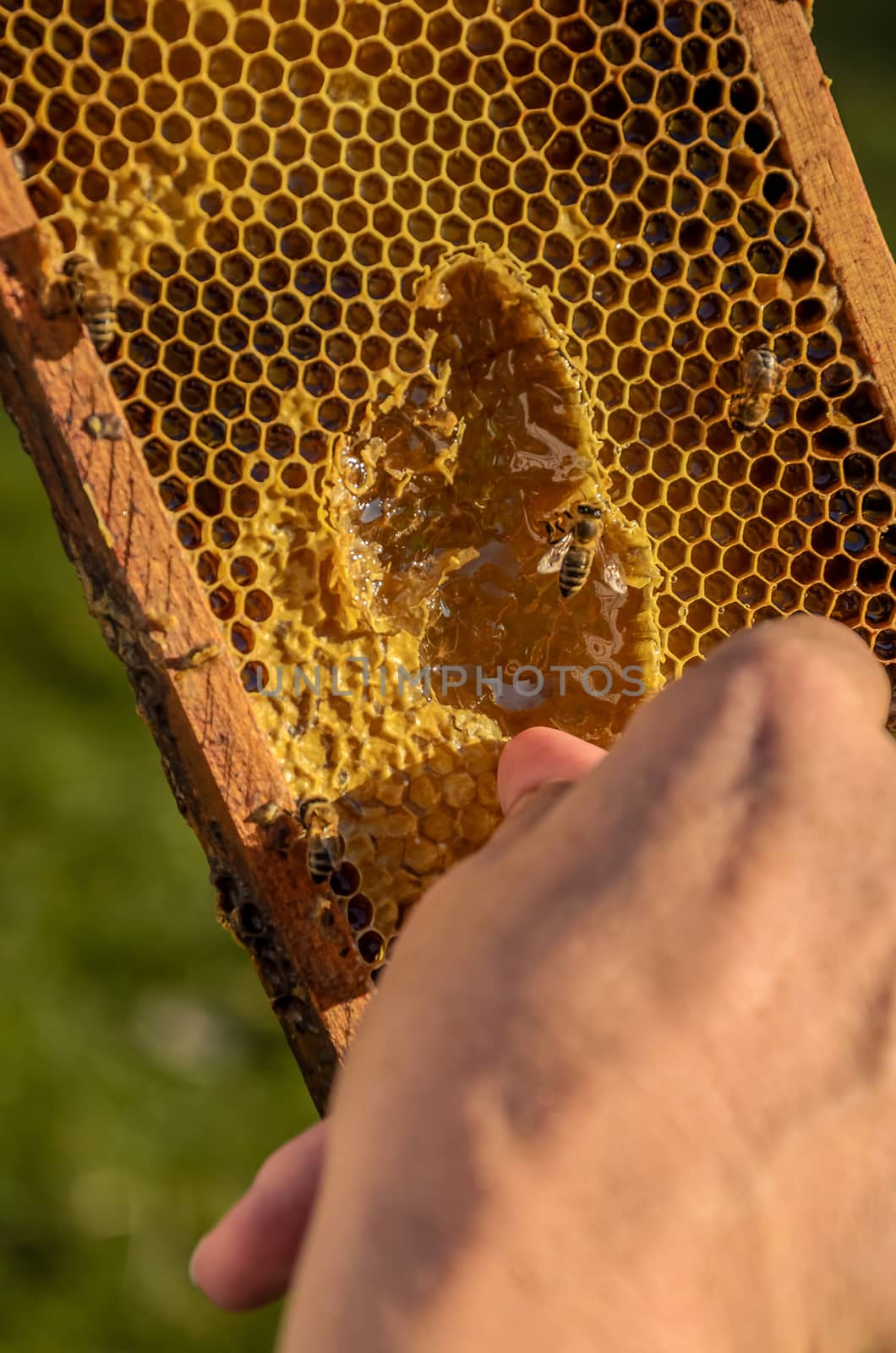 Beekeeper showing honeycomb frame by Attila
