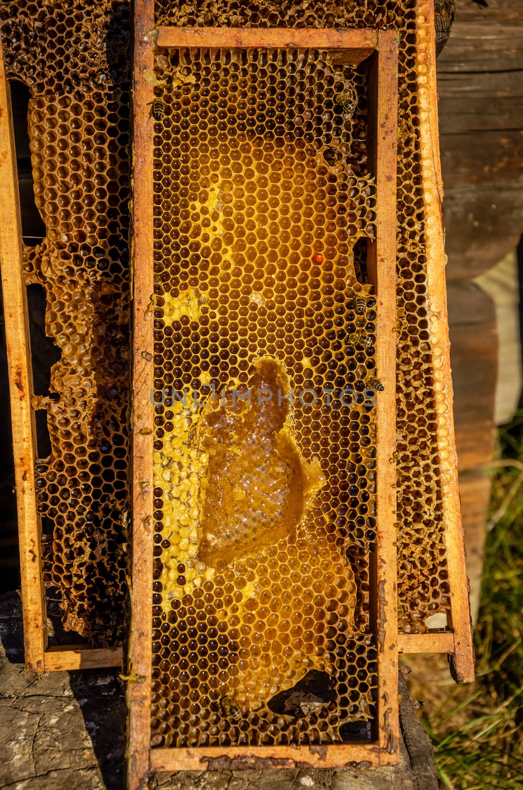 Honeycomb frames filled with honey by Attila