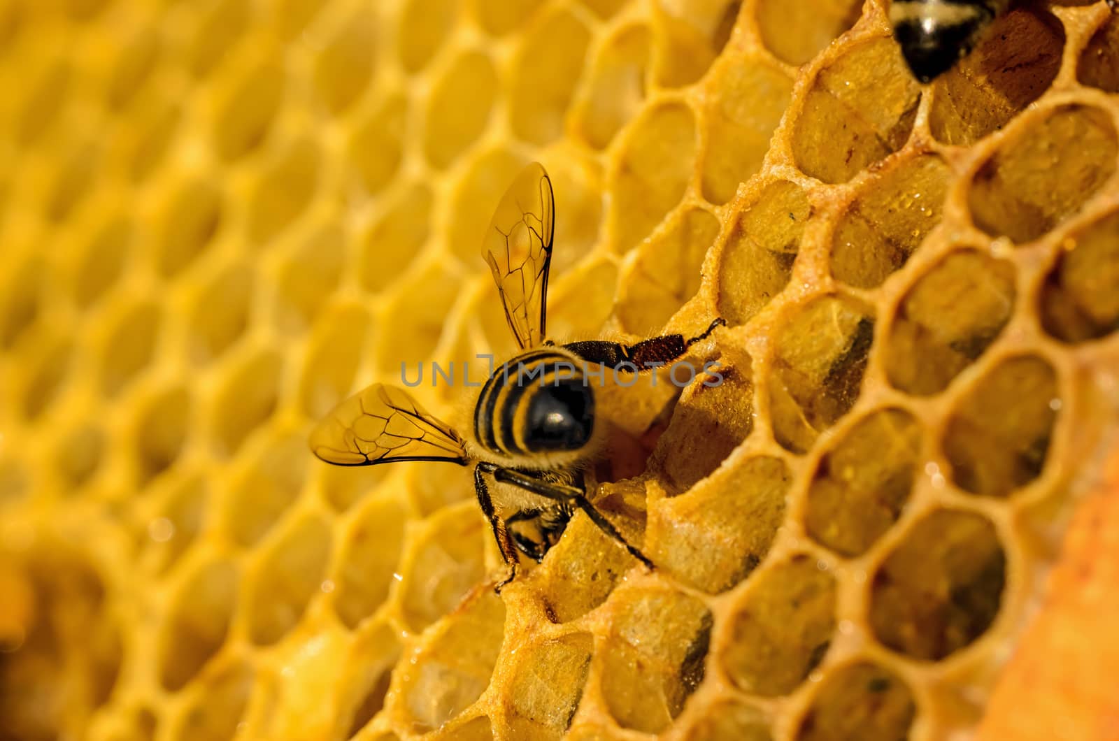 Bees work on honeycomb by Attila