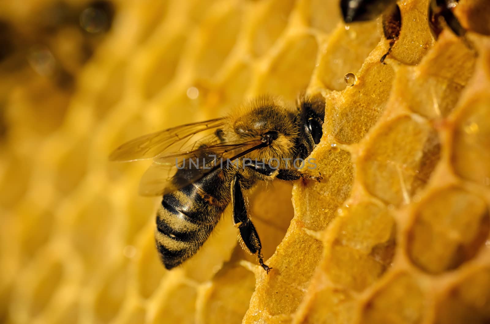 Bees work on honeycomb by Attila