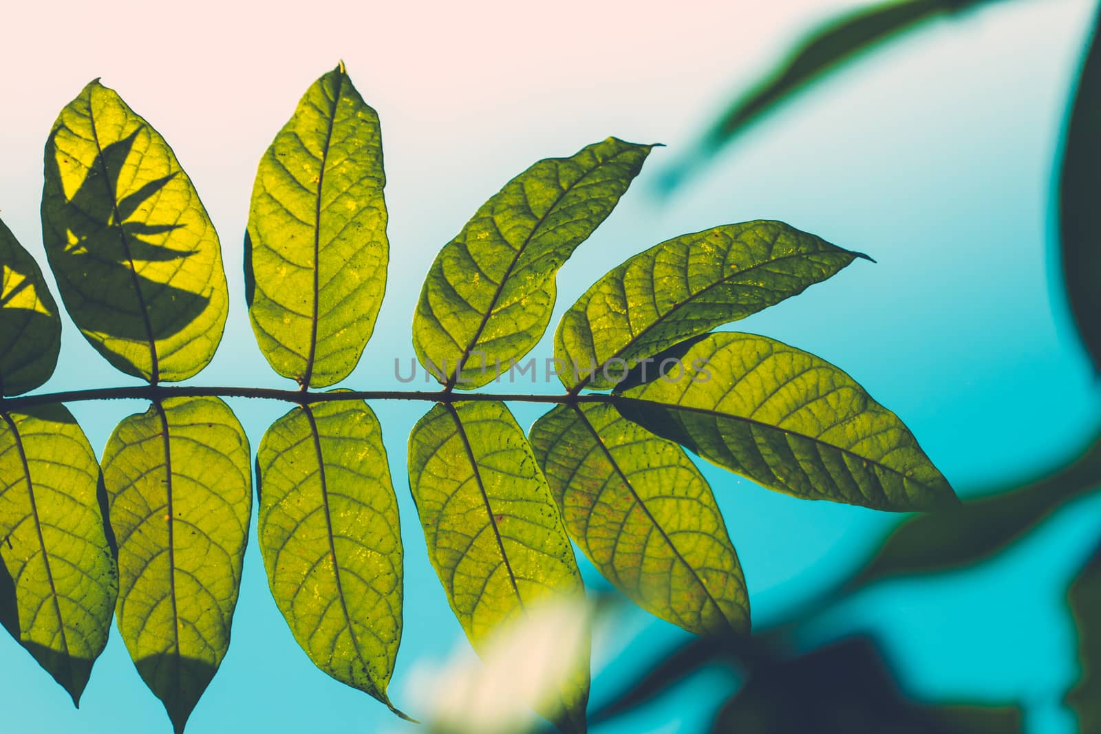 Tree branch over blurred green leaves background by teerawit