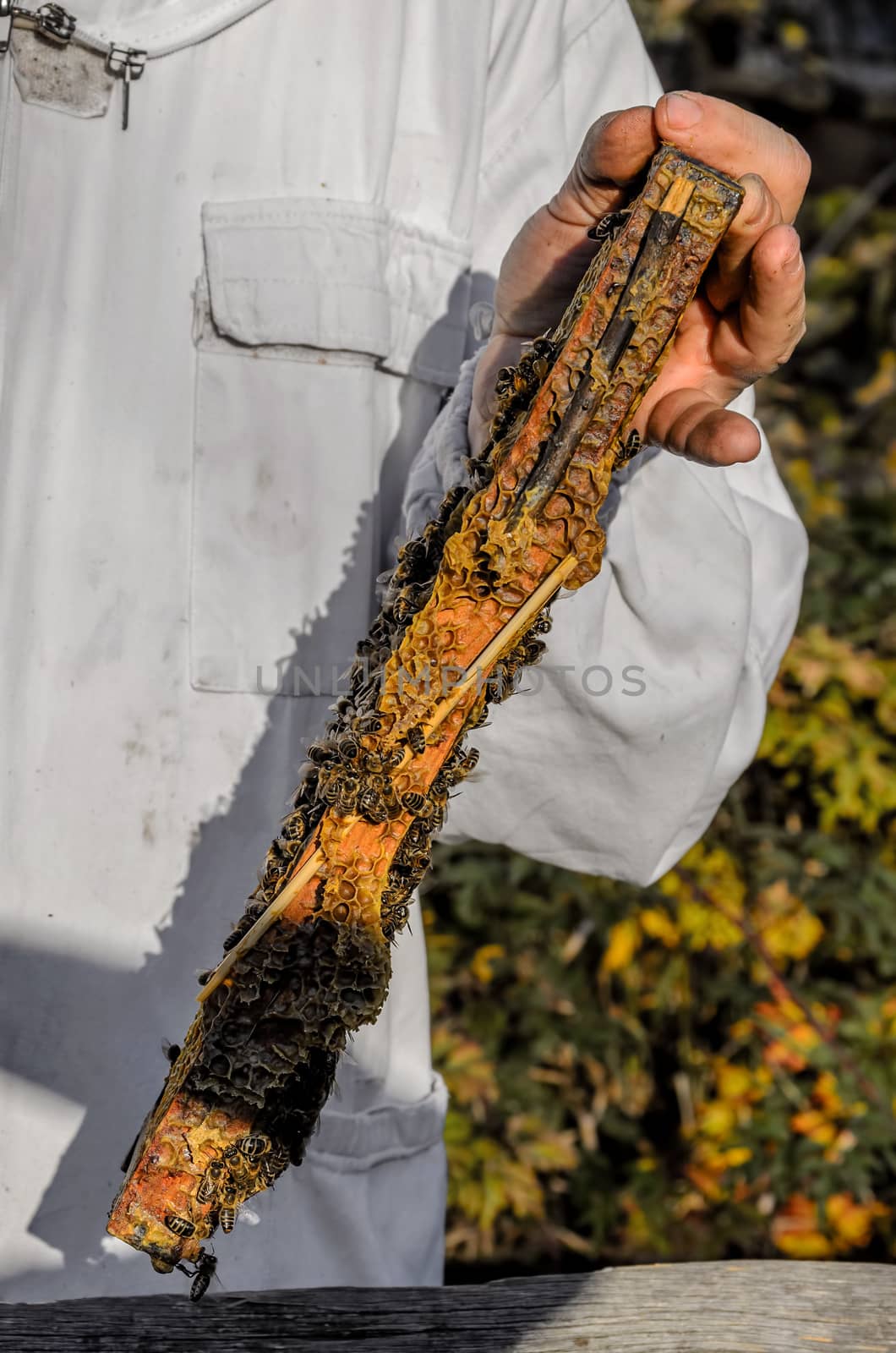 Beekeeper showing honeycomb frame by Attila