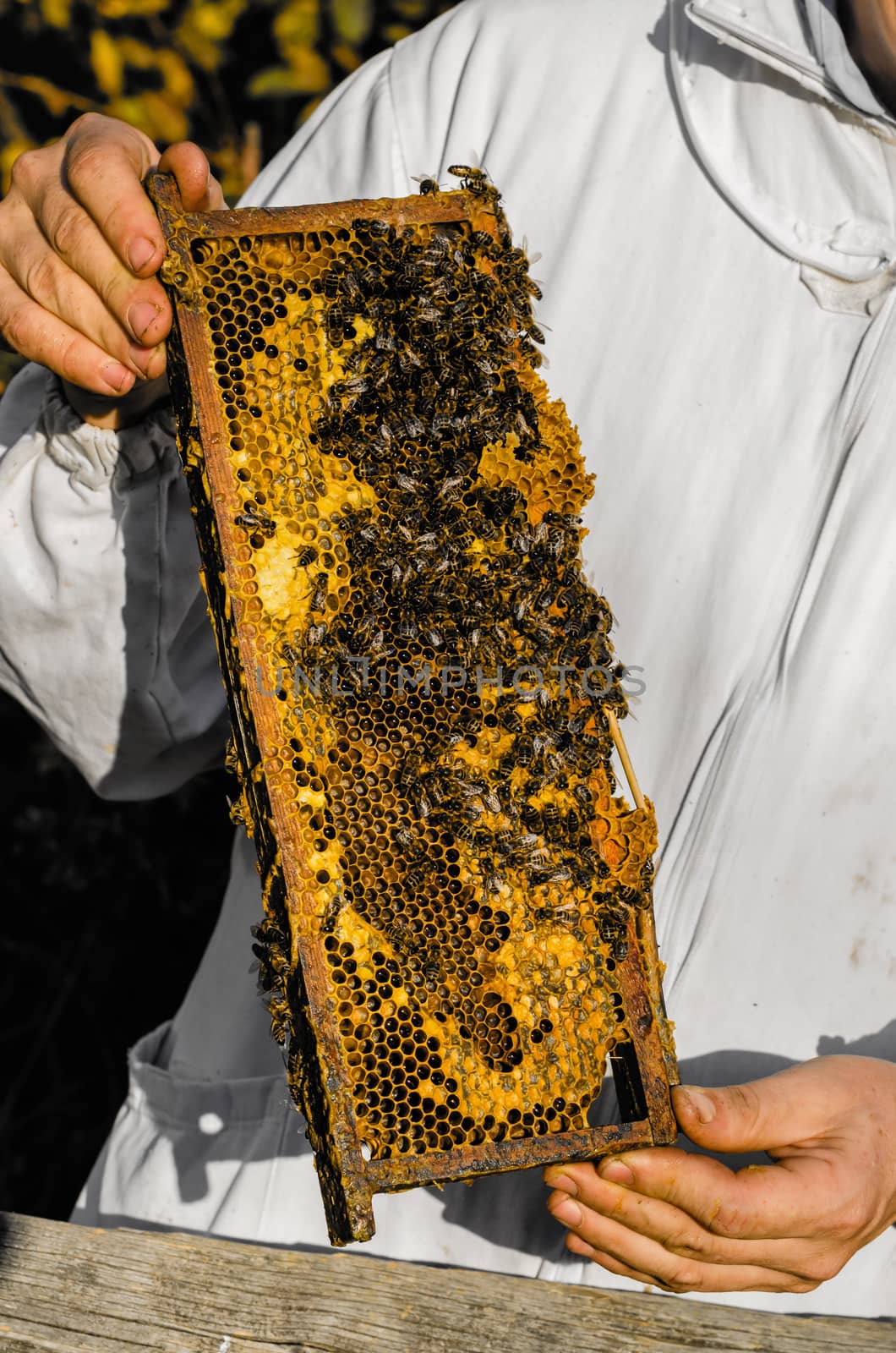 Beekeeper showing honeycomb frame by Attila