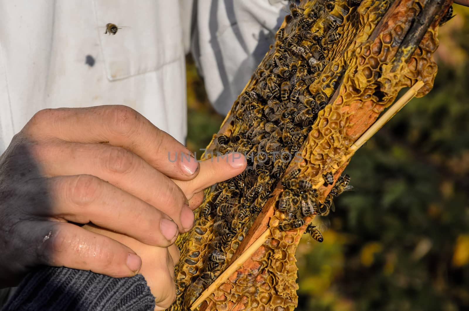 Beekeeper showing honeycomb frame