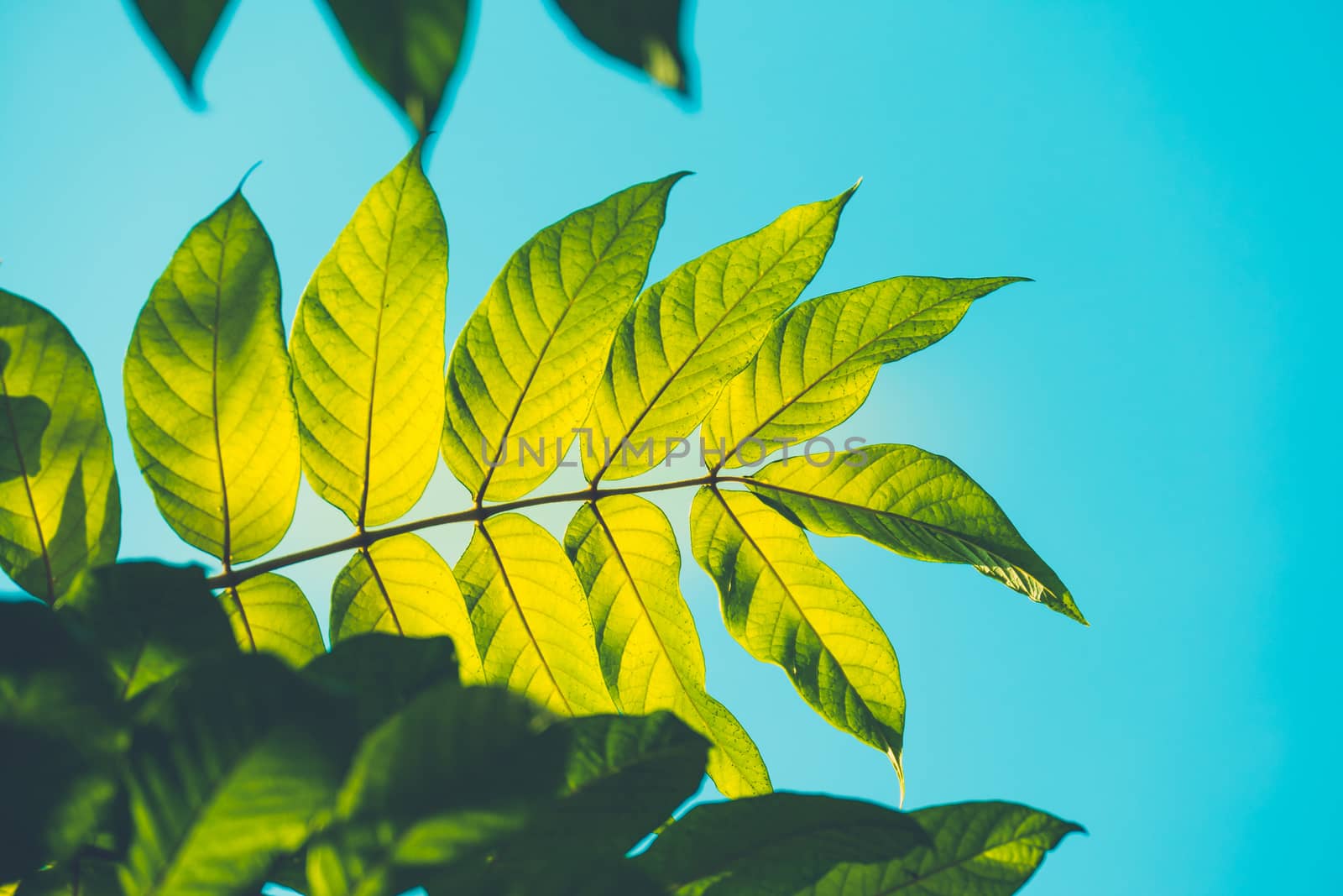 Tree branch over blurred green leaves background by teerawit