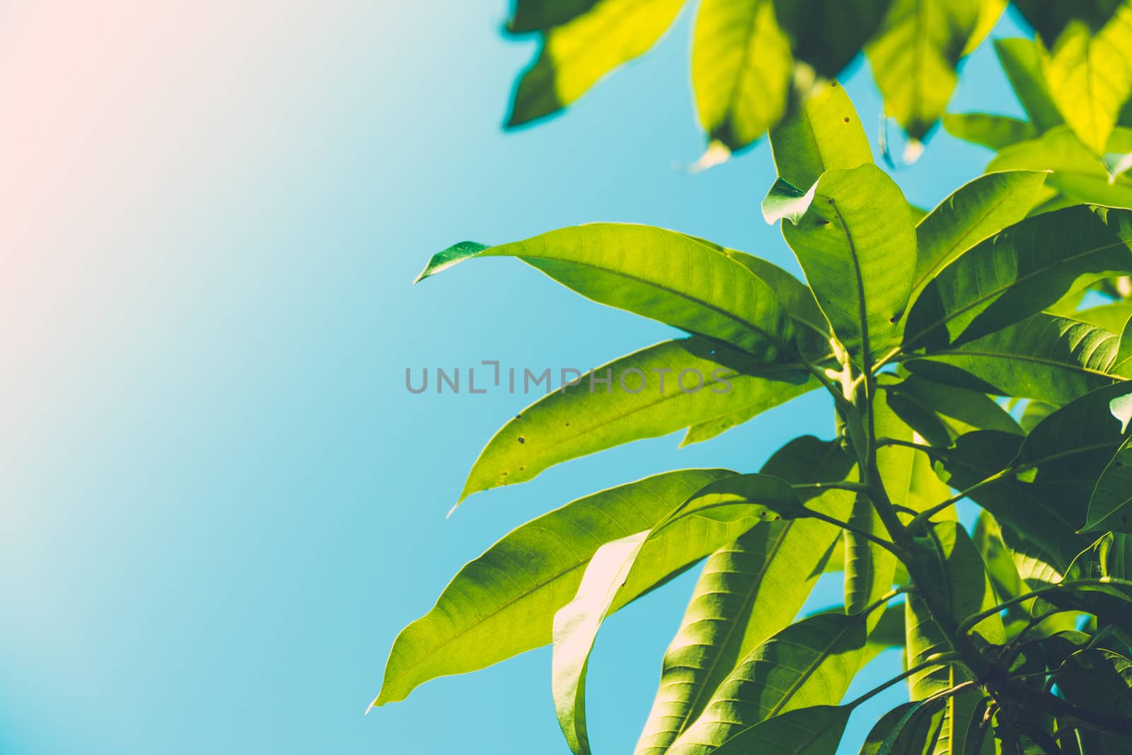 Tree branch over blurred green leaves background, nature background