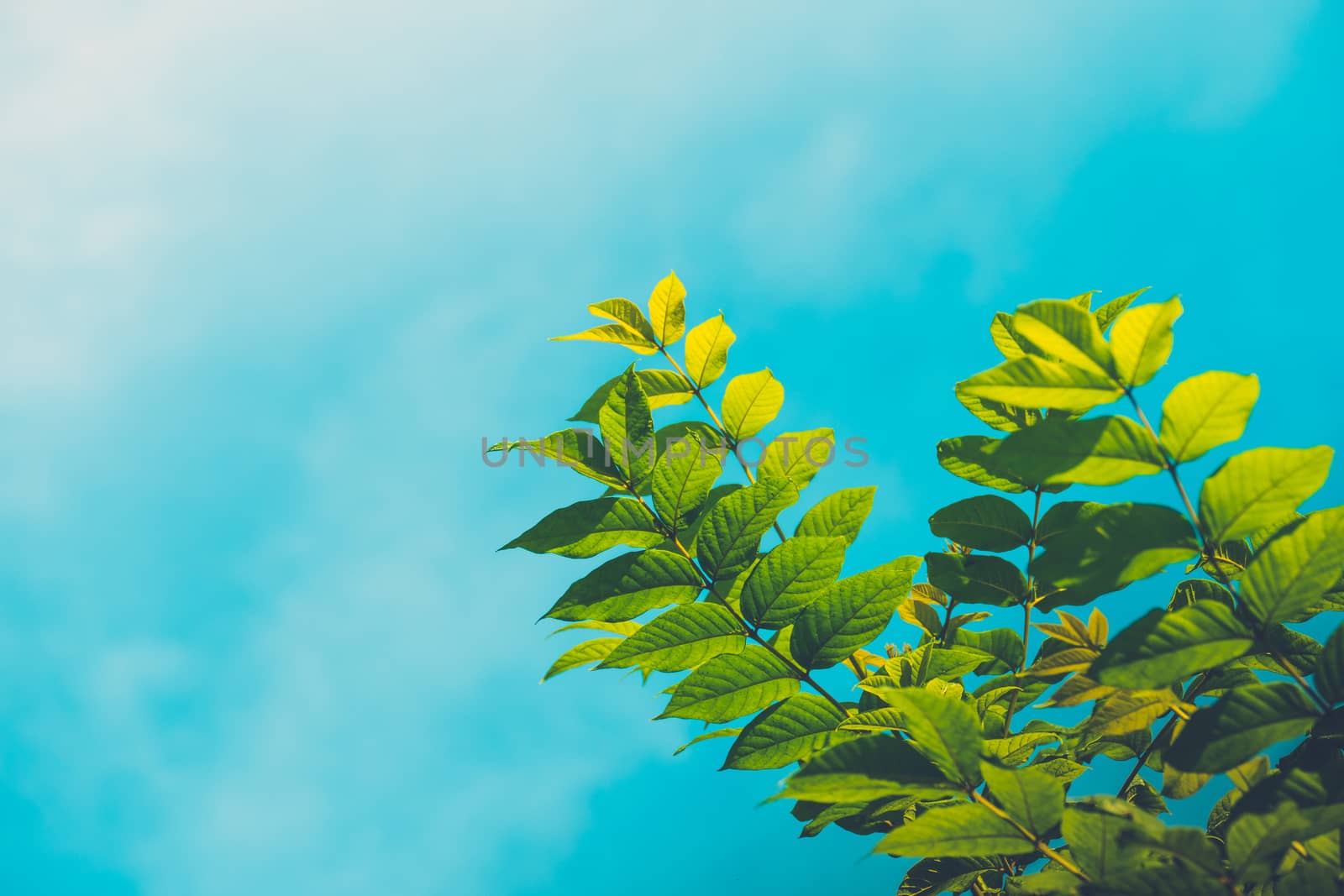 Tree branch over blurred green leaves background by teerawit