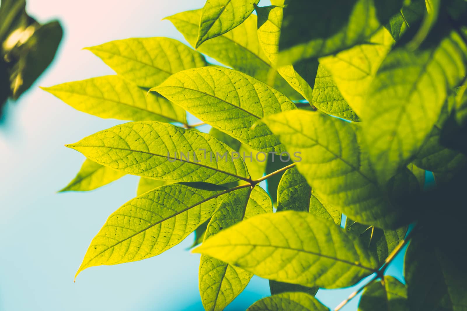 Tree branch over blurred green leaves background by teerawit