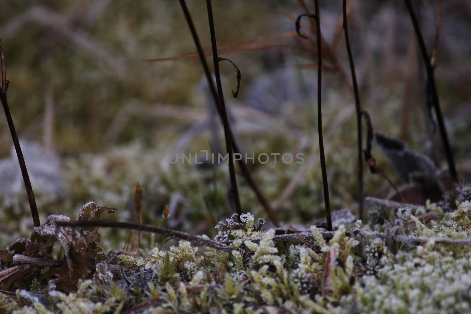 Details from the forest, frost