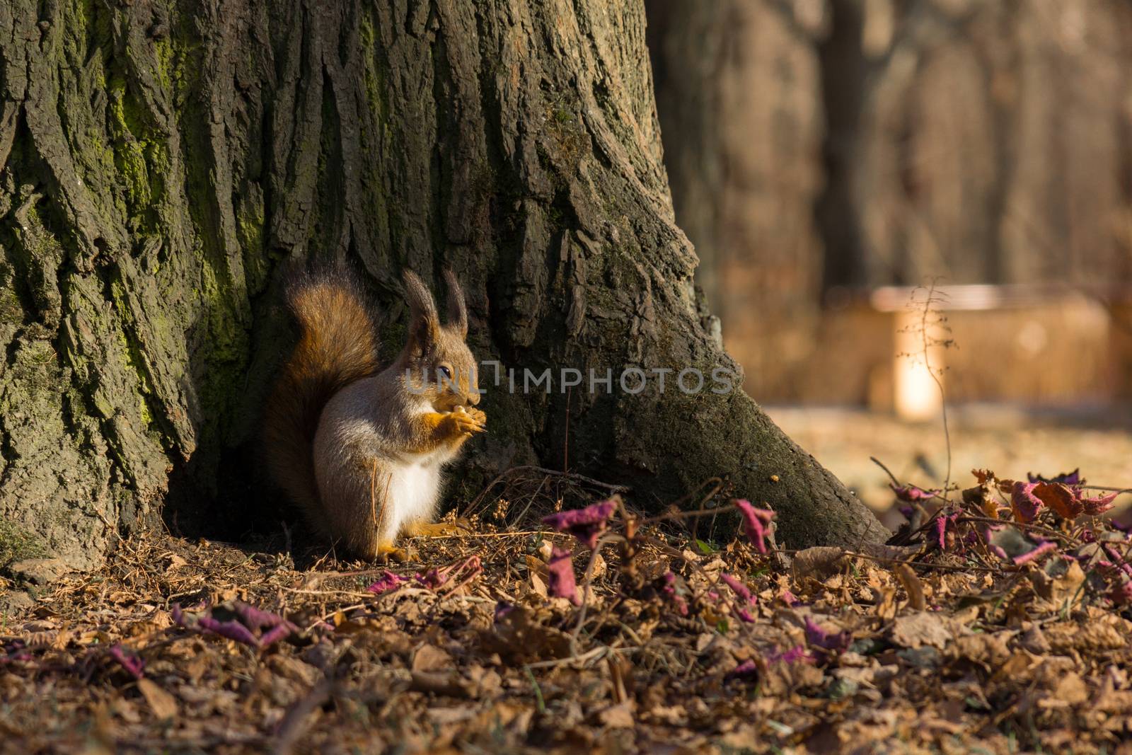 The photo shows the butterfly sits on a tree in anticipation of a nut.