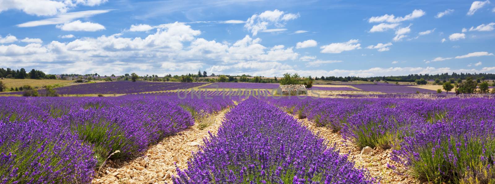 Panoramic view of lavender field and cloudy sky by vwalakte