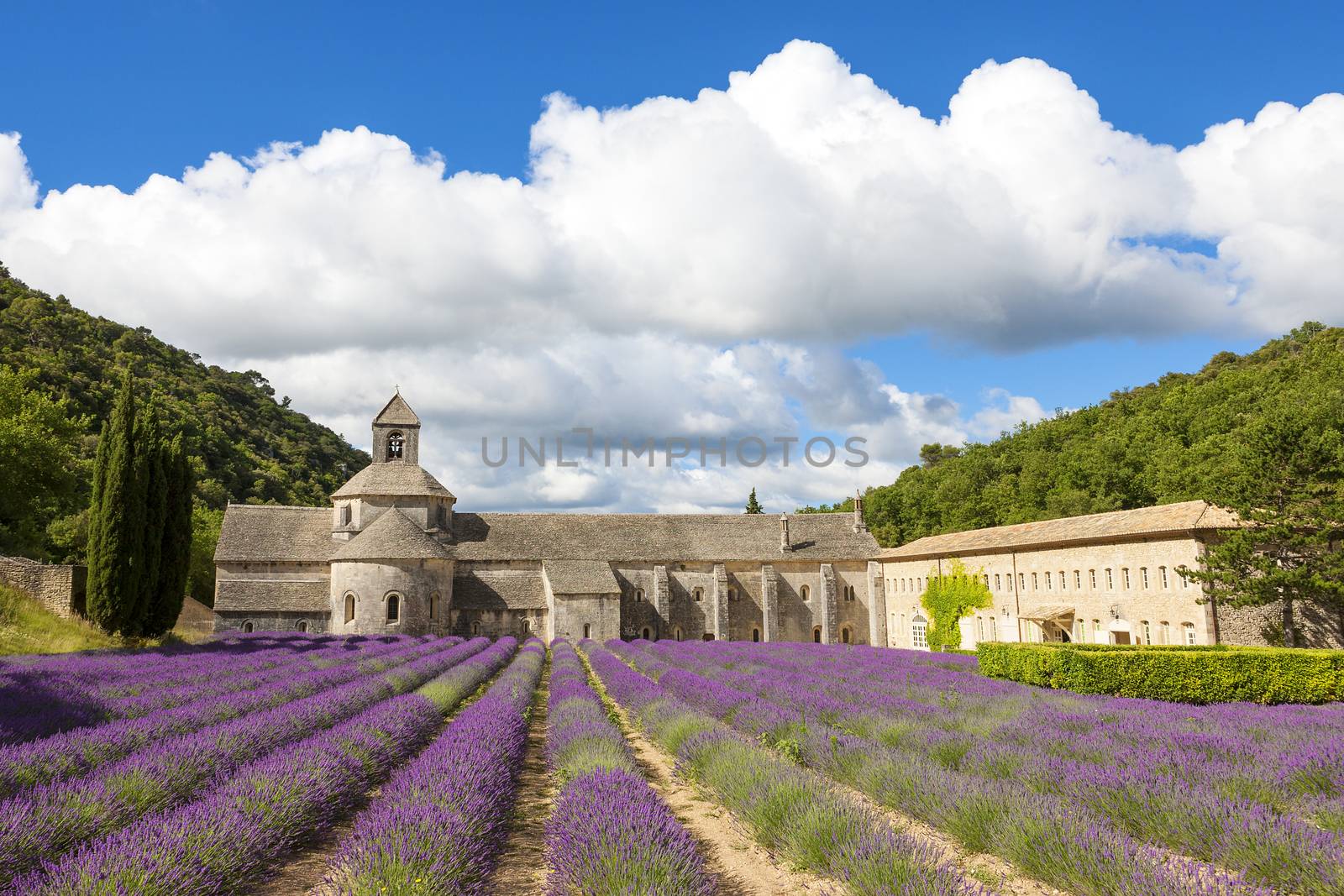 Abbey of Senanque and blooming rows lavender flowers by vwalakte