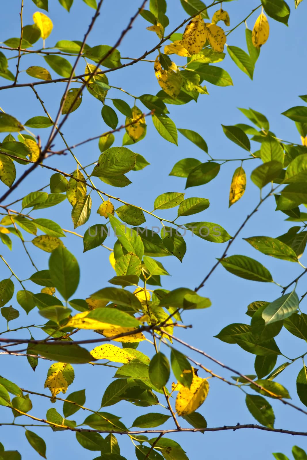 Green leafs against blue sky by Attila