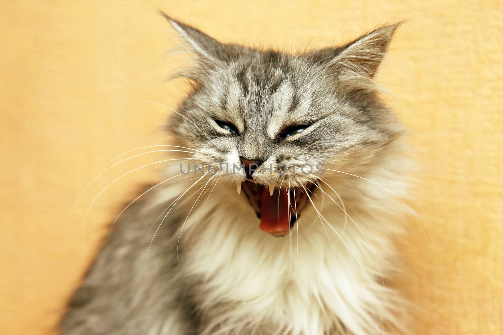 Portrait of a old grey cats