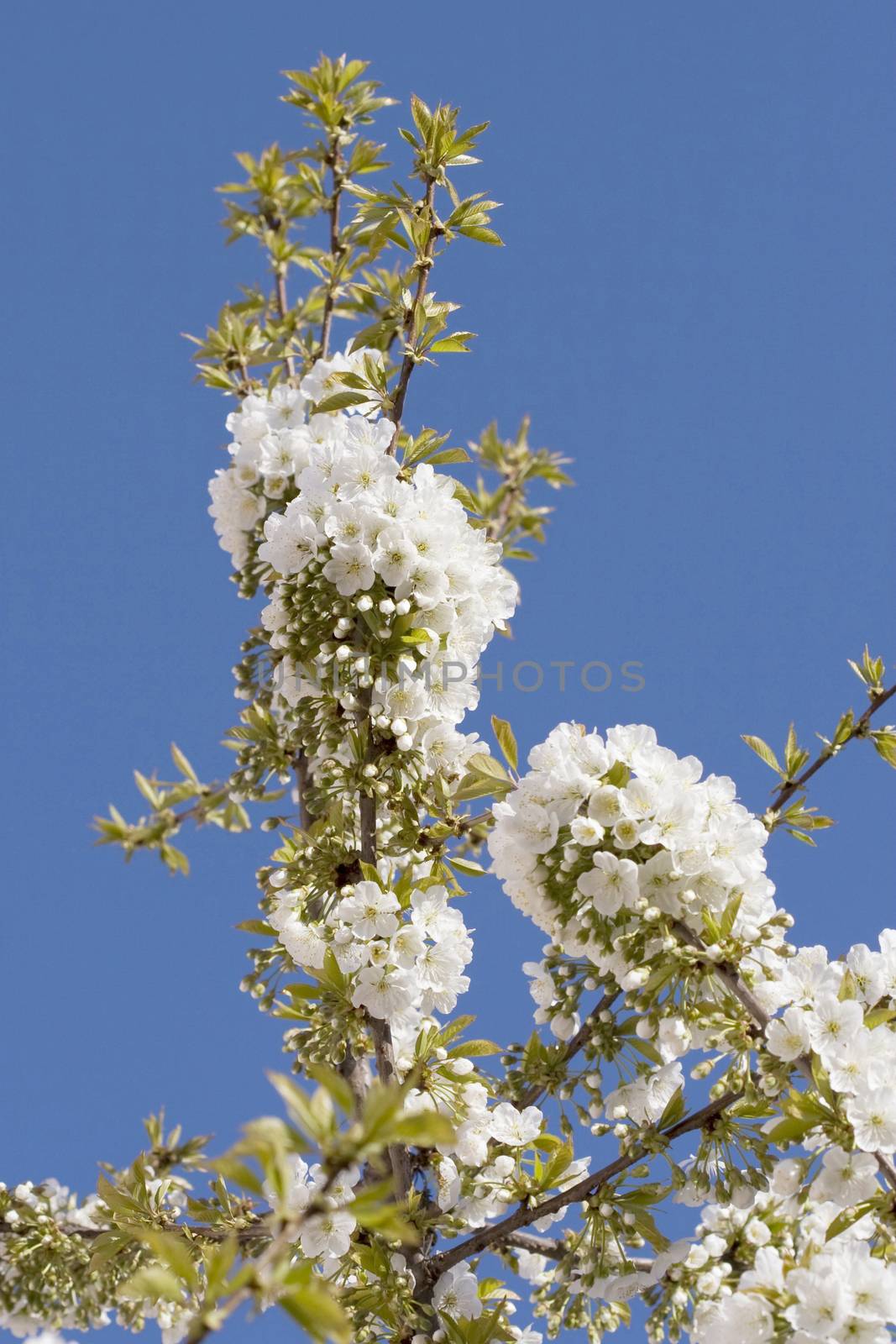 Blooming cherry tree and blue sky