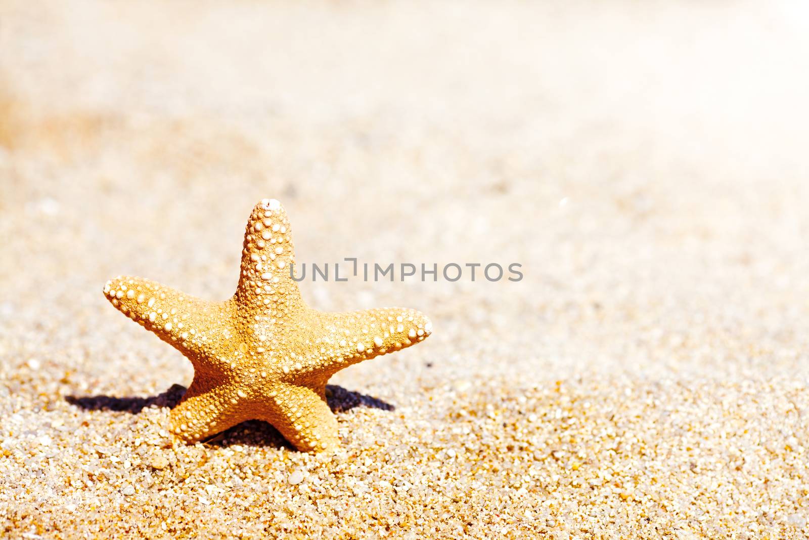 Starfish on Sand 