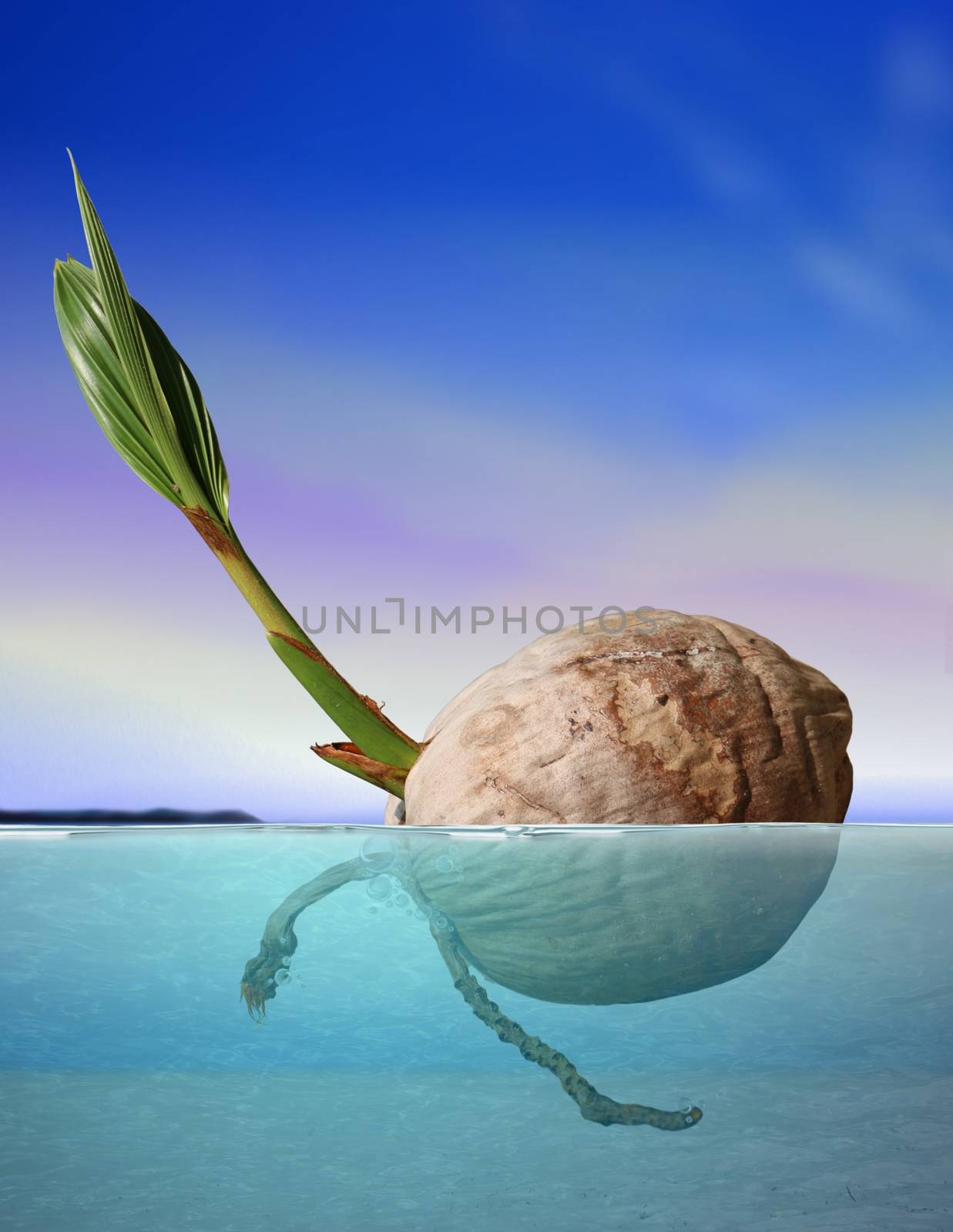 Coconut seed drifting at sea under blue sky by razihusin