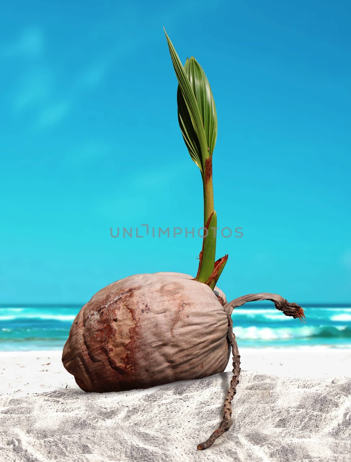 Coconut sprout at the beach by razihusin