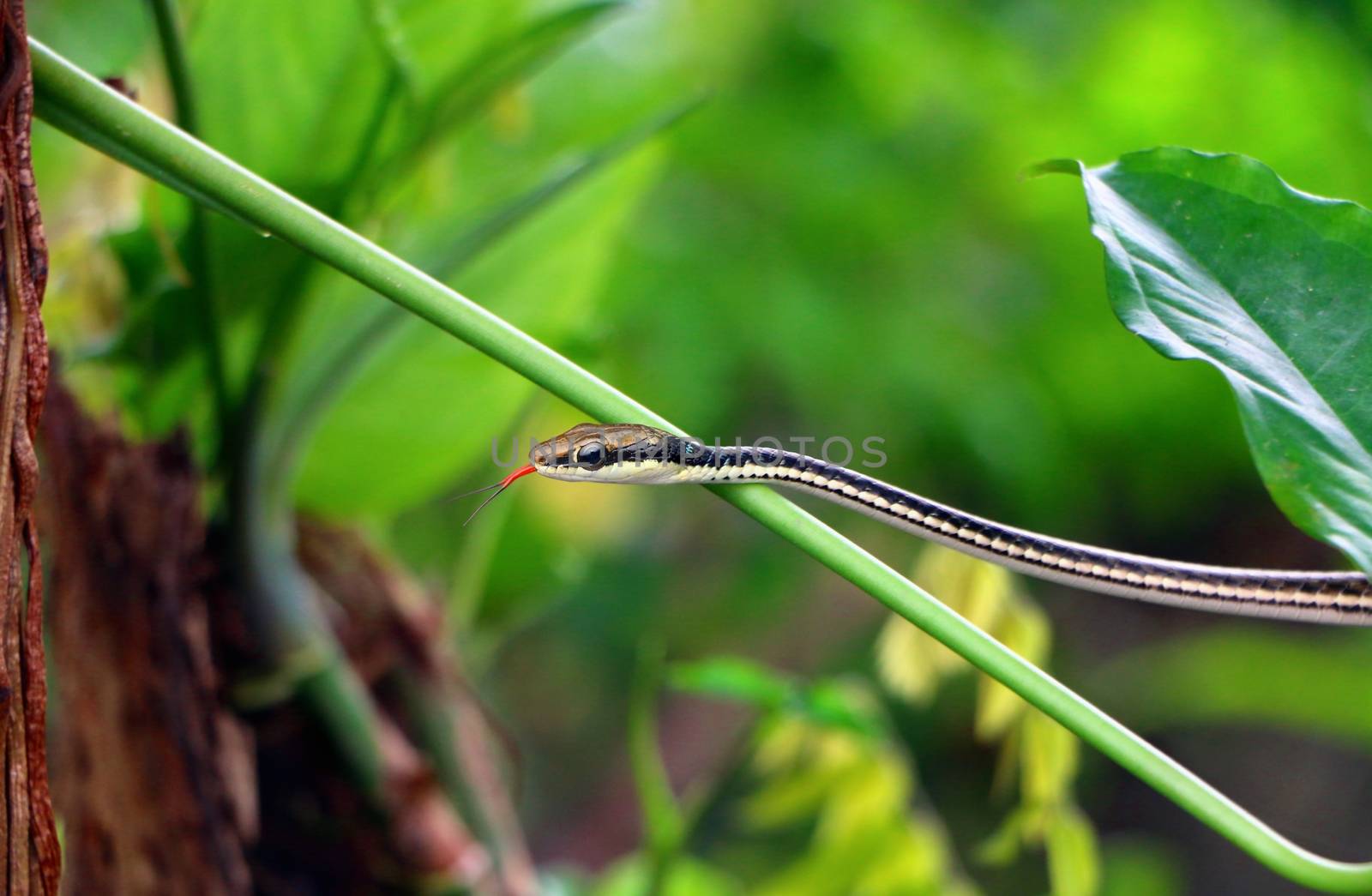 Small Snake on green tree branch by razihusin